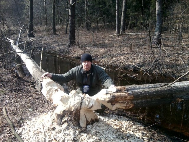 Bobry nad rzeką Gorajec