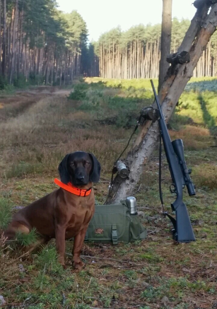 BETTI z Mszczonowskiej Sfory FCI