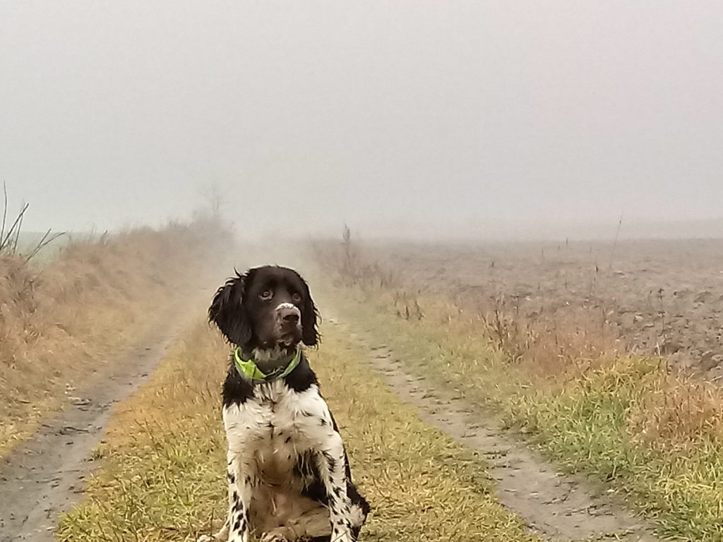 Wachtelhund