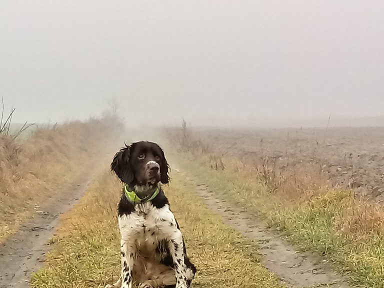 Wachtelhund