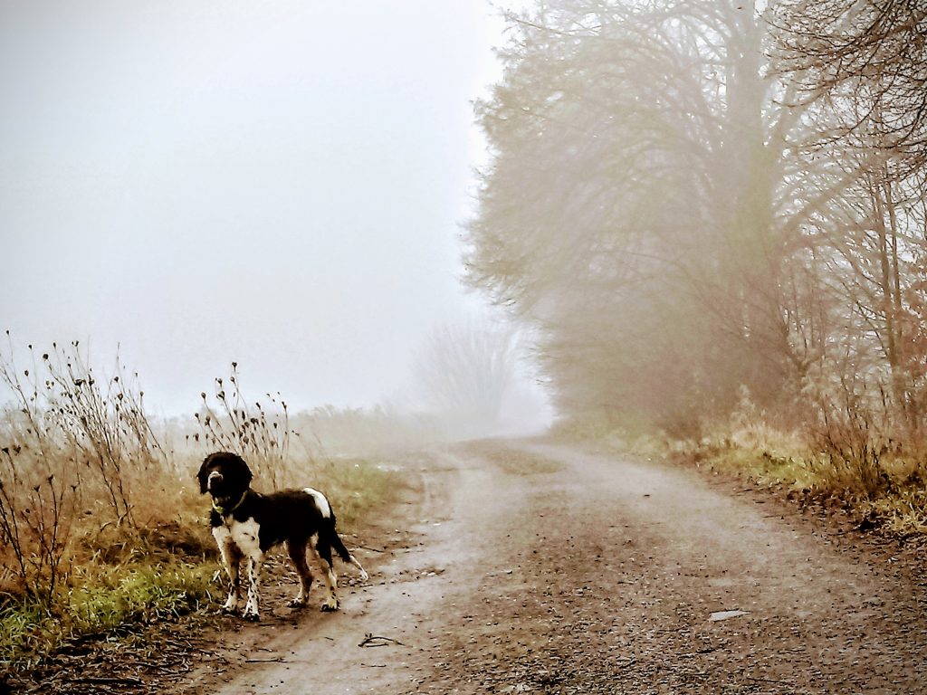 Wachtelhund