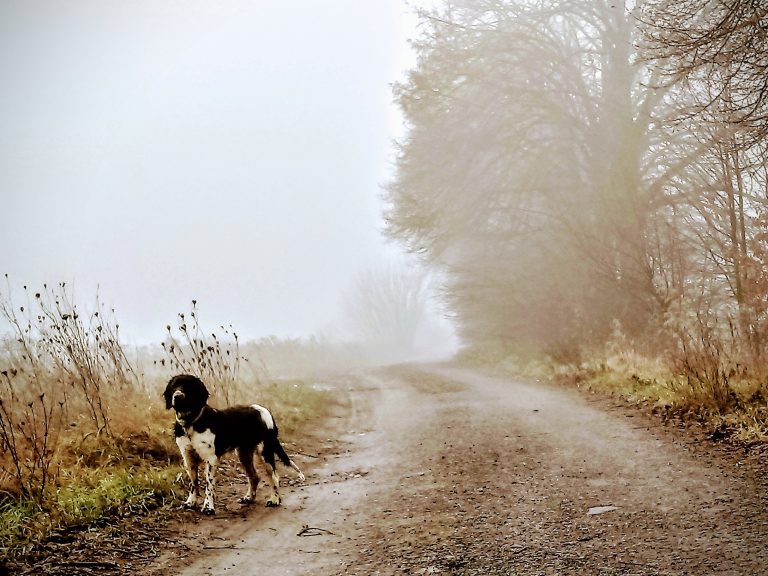 Wachtelhund