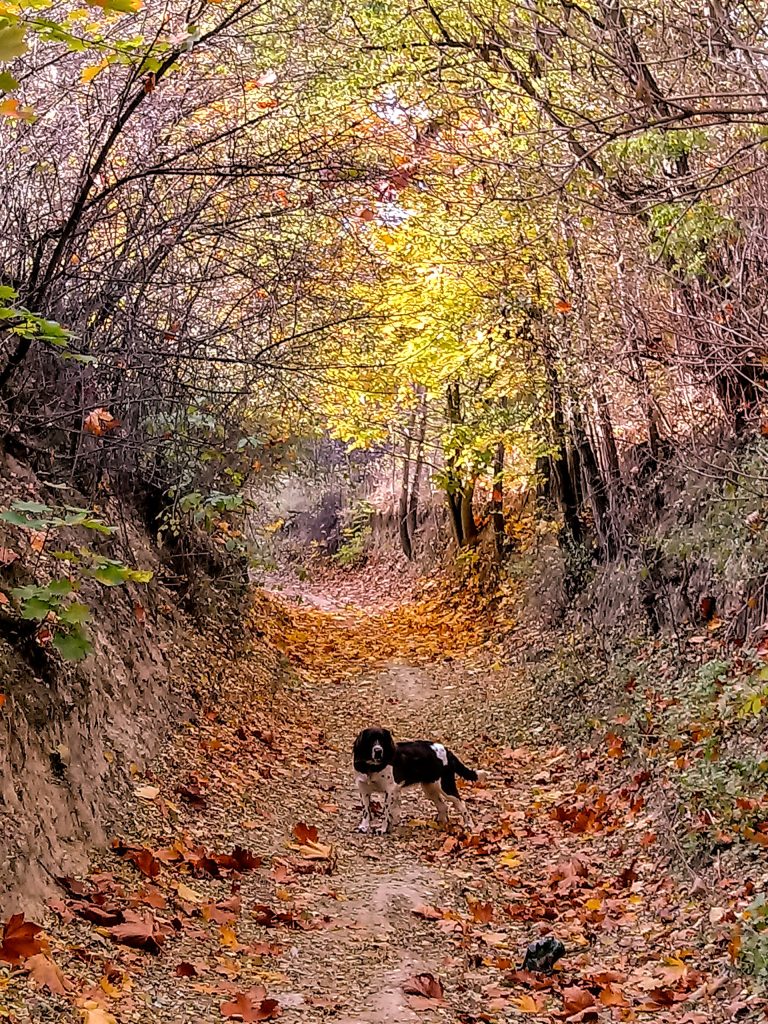 Wachtelhund
