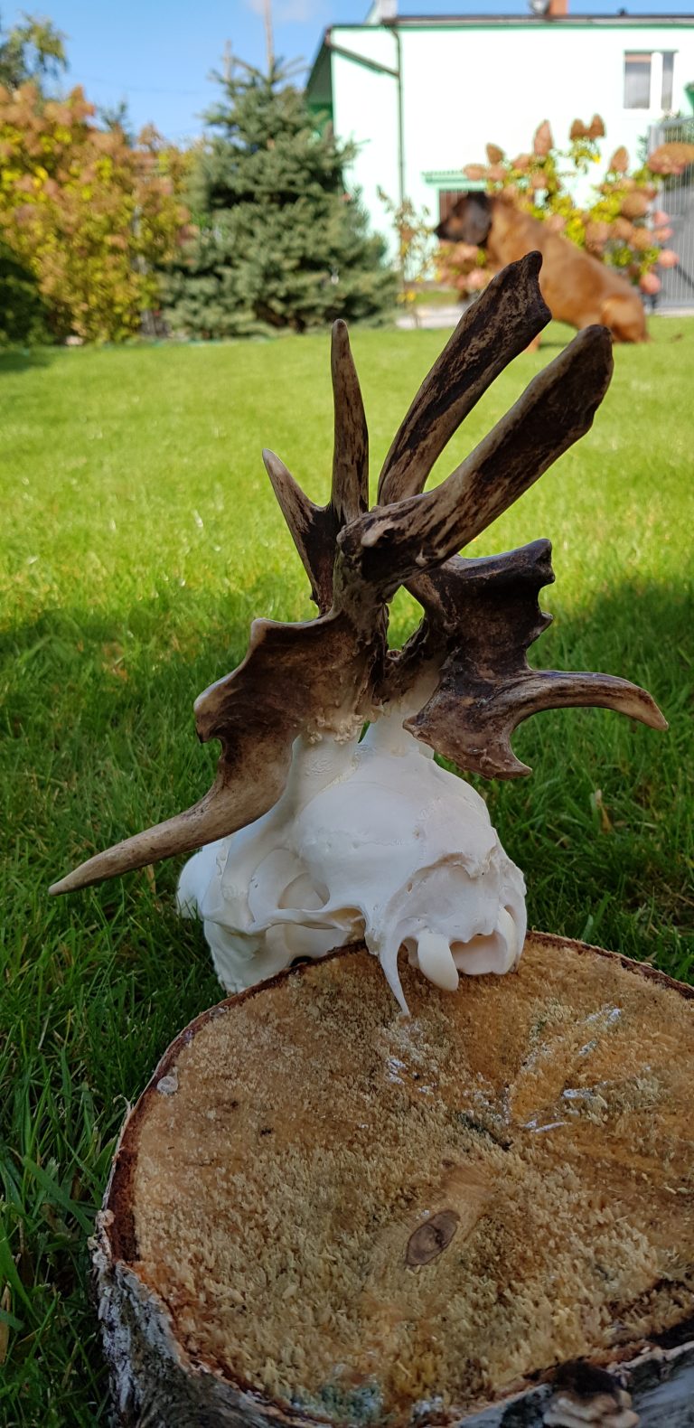 Myłkus