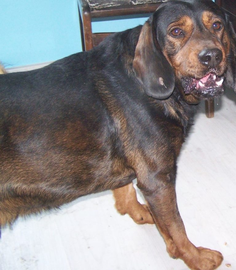 Gończy polski do adopcji