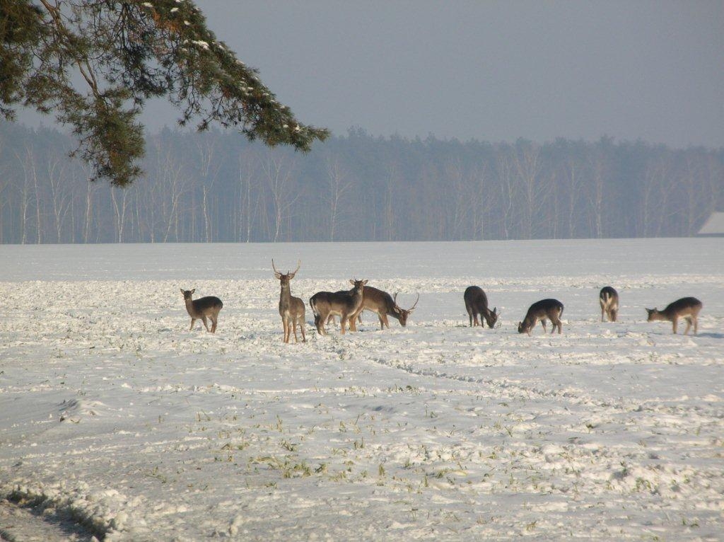 w łowisku