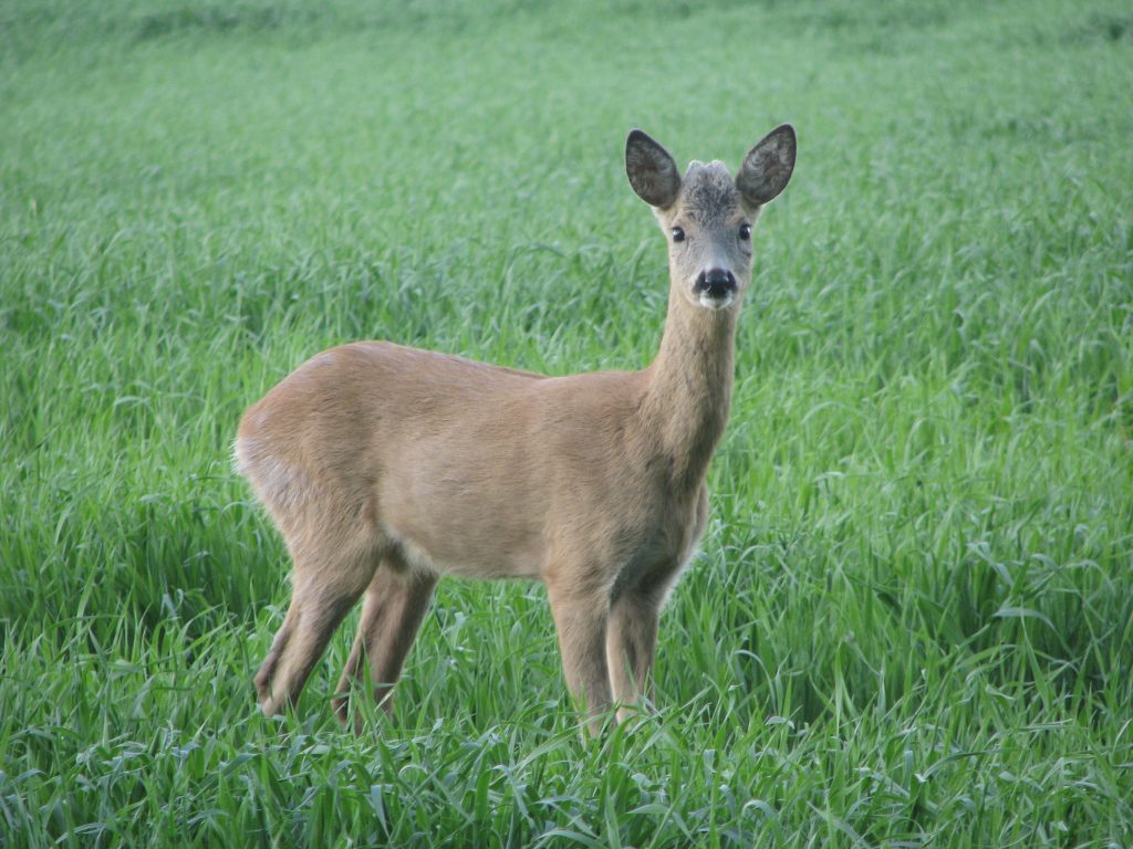 Kożlak
