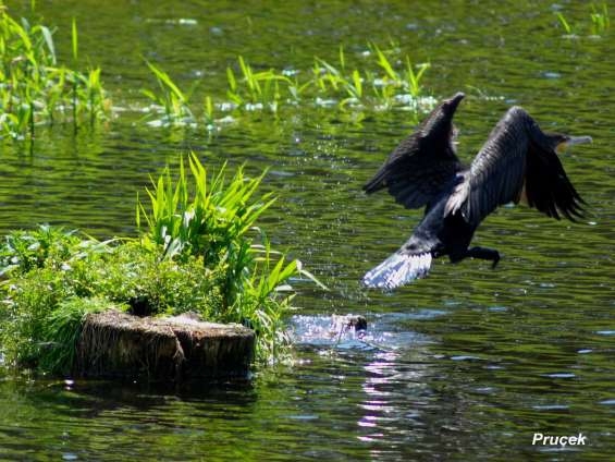 kormoran w locie
