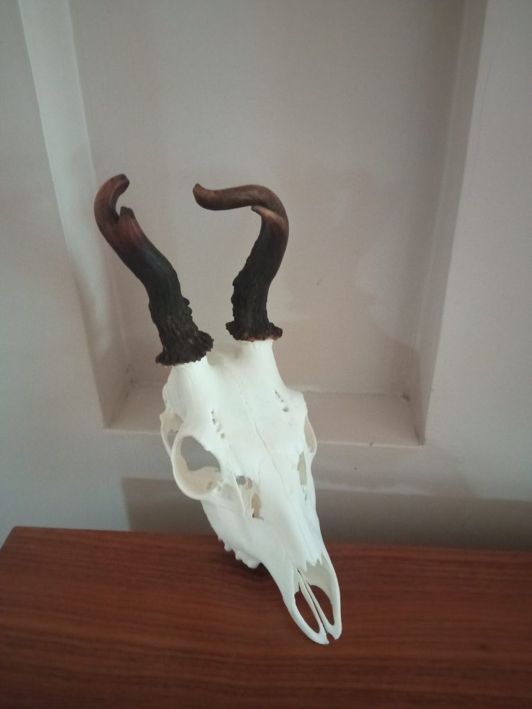 KŁ „Sarni Stok” w Koziegłowach