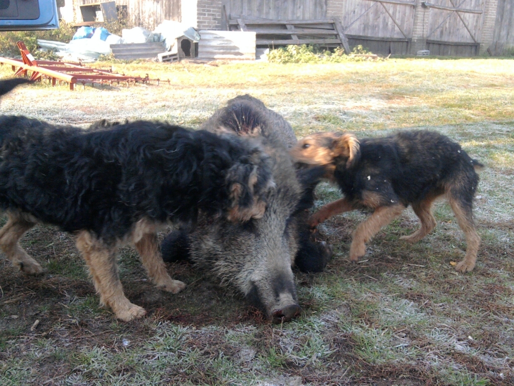 Dziczek + moje pieski
