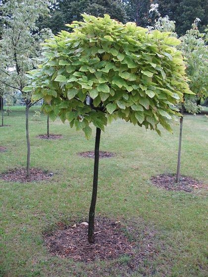 Park Skaryszewski