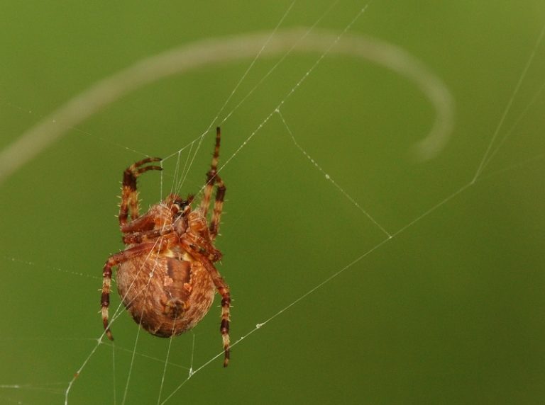 Uplatanie sieci