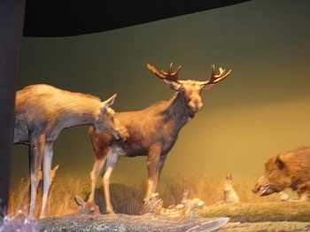 Muzeum w Białowieży