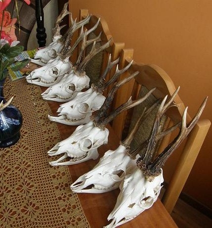moje rogacze 2008