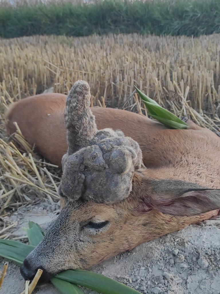 KŁ „Knieja” w Lublinie
