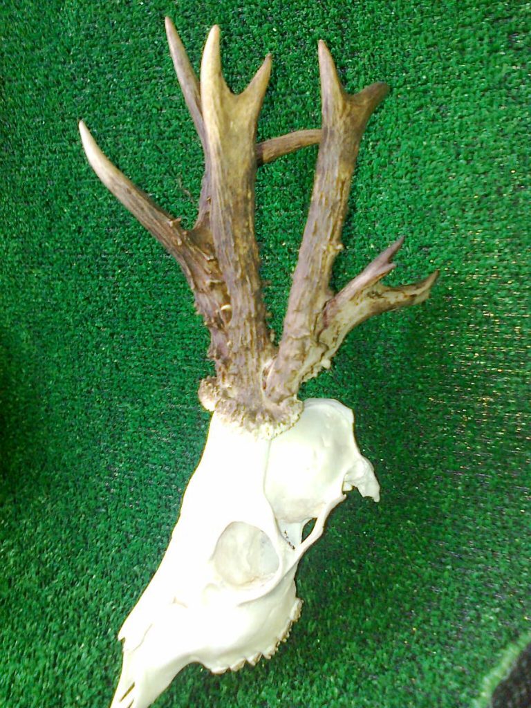 Rogacz_KŁ 