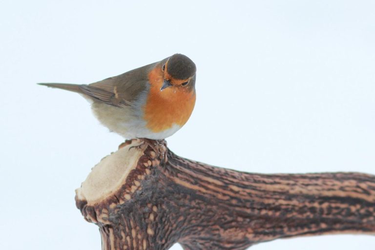 Mój ci on.