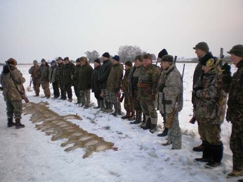 Jadownicki pokot zajeczy