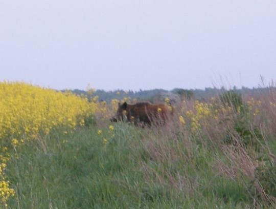 dzik