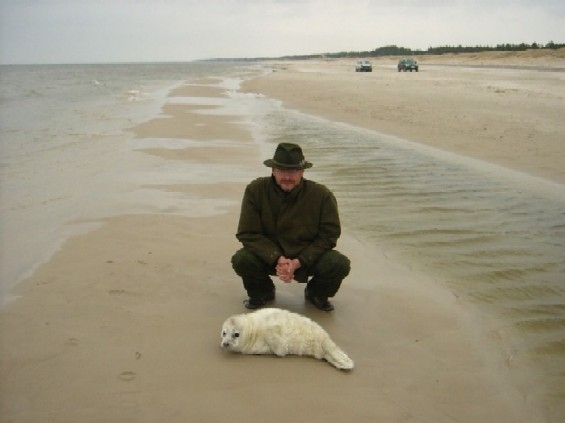 Młoda foczka na plaży