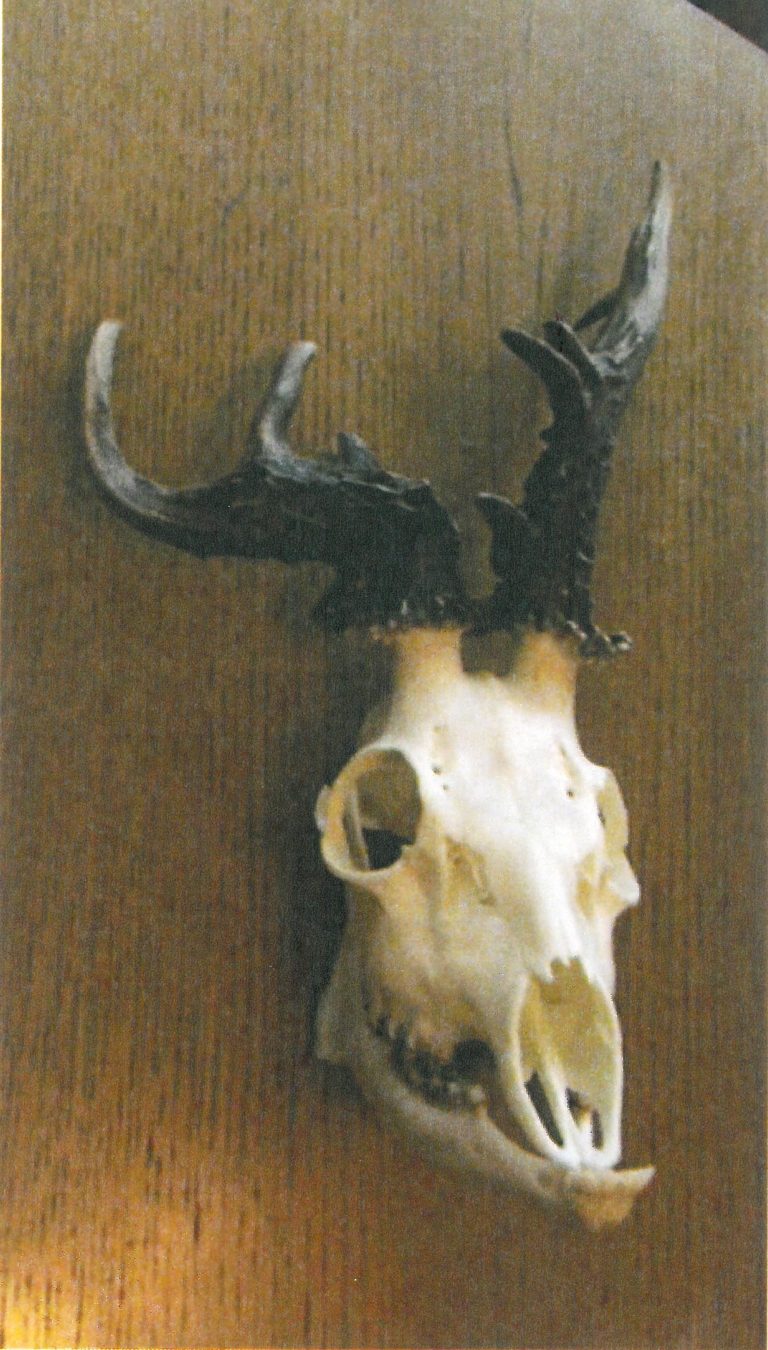 Rogacz_KŁ „Szarak” w Opolu