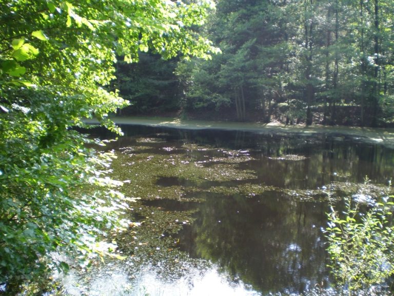 staw