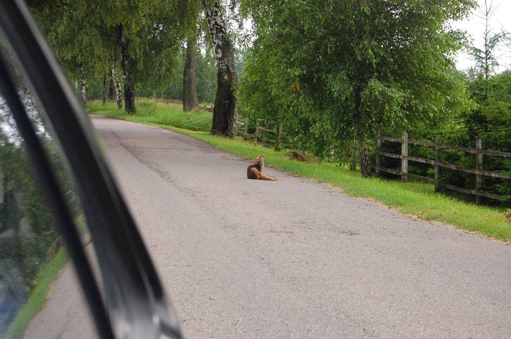 Sam na drodze