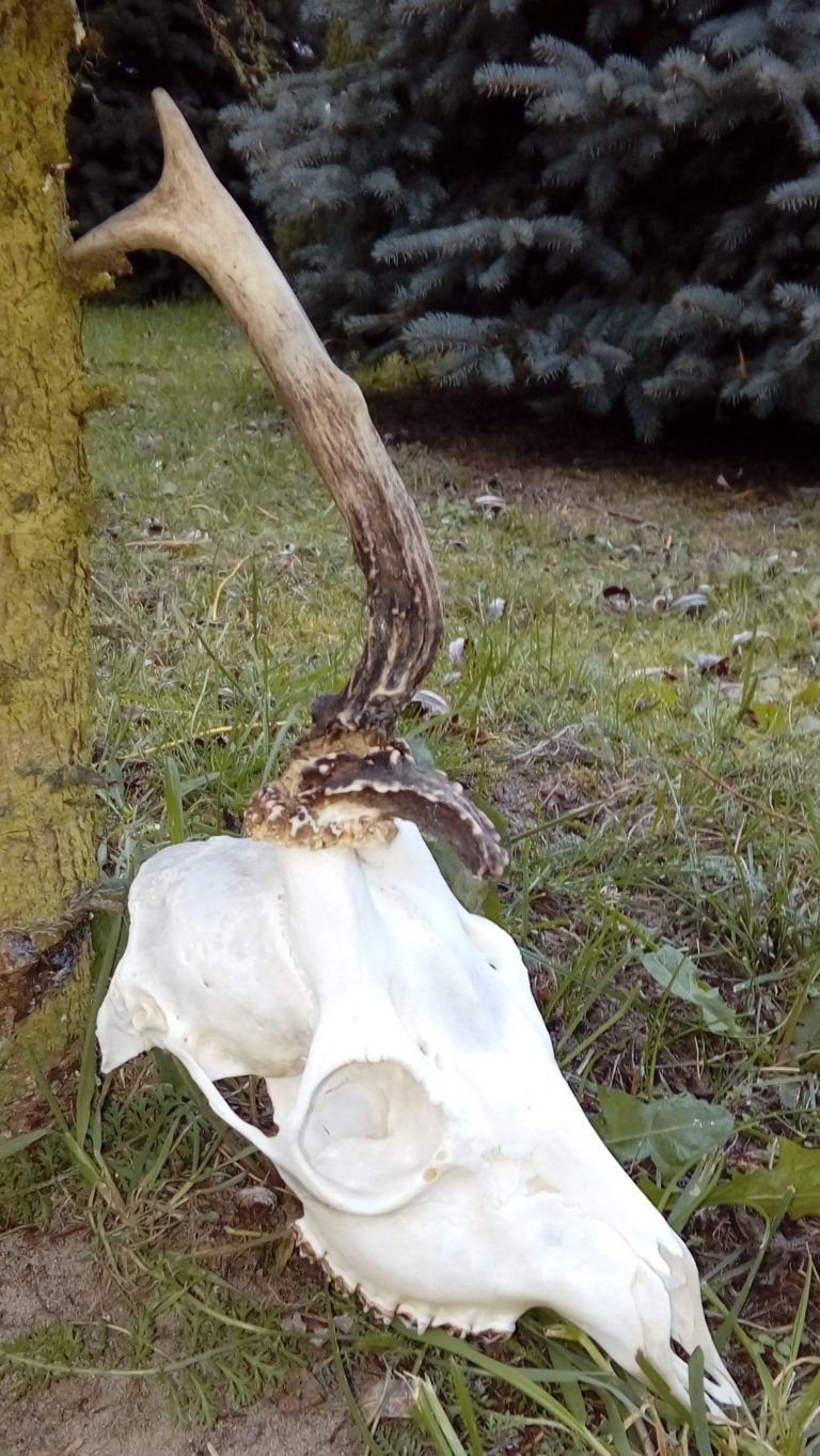 KŁ „Cyranka” w Rzeszowie