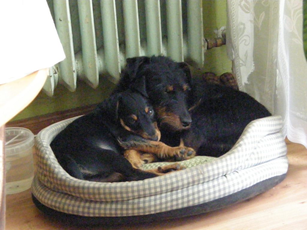moje pieski