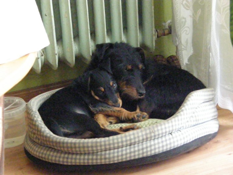 moje pieski