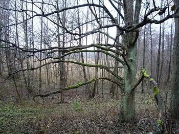 Stary Dąb