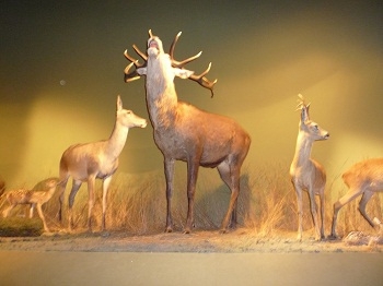 Muzeum w Białowieży