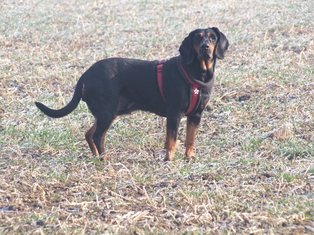 Zafira