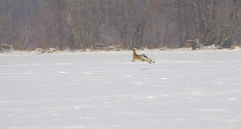 zając