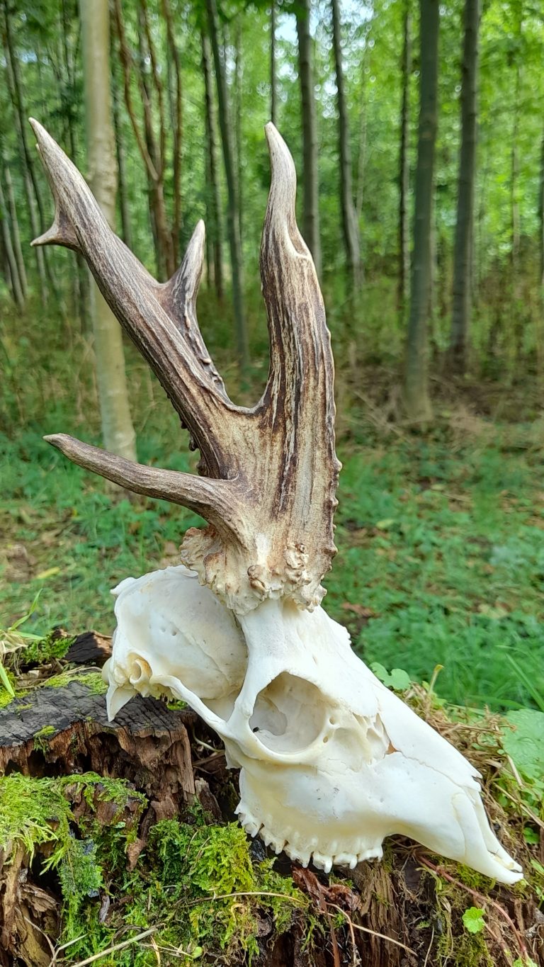 KŁ „Darz Bór” w Tarnowie