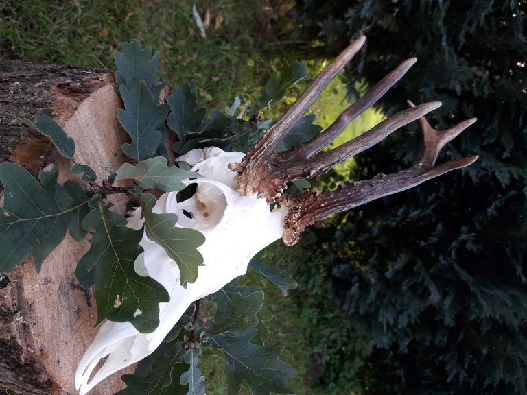 KŁ „Bór” w Wieluniu
