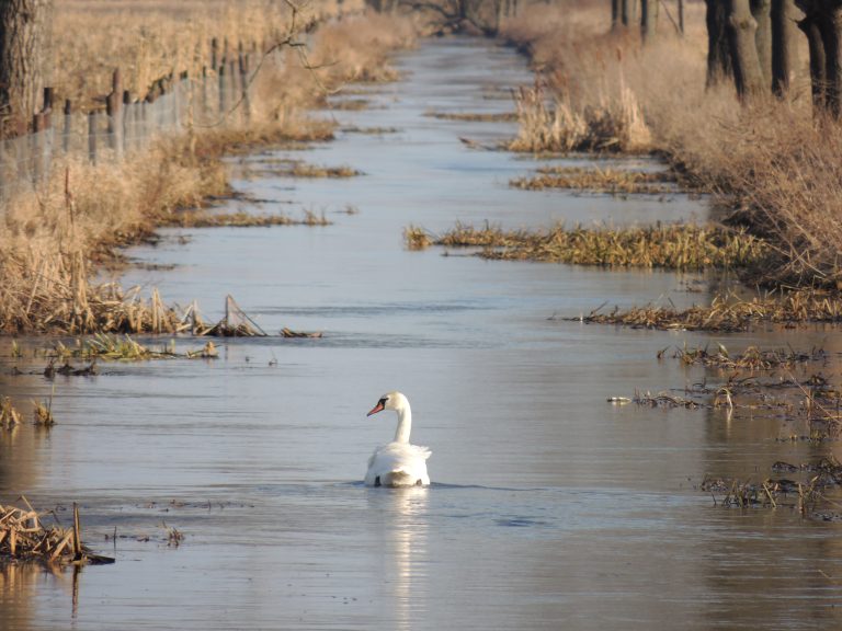 Łabędź niemy
