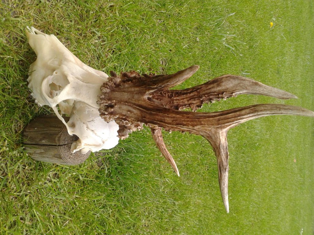 KŁ 