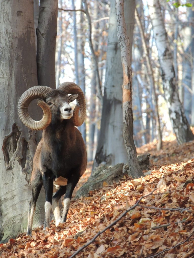 Muflon