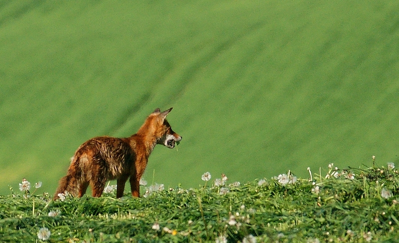 Upolował...