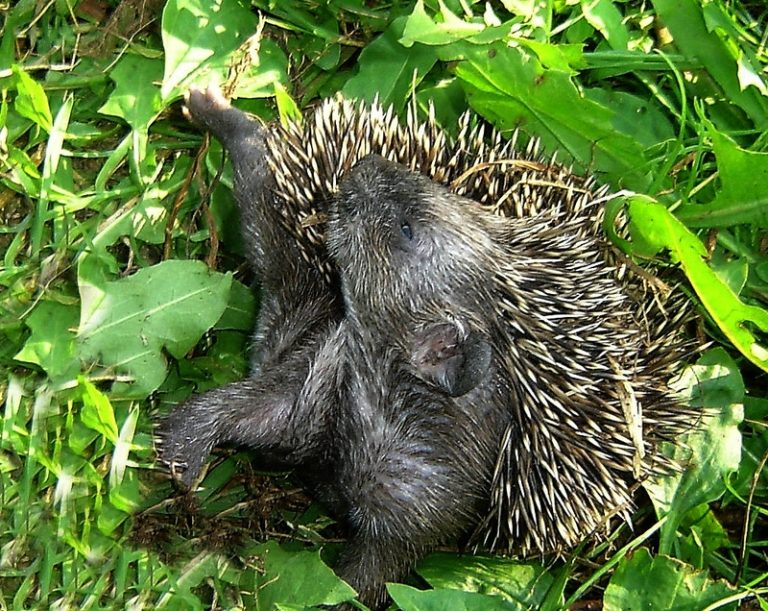 Pobudka