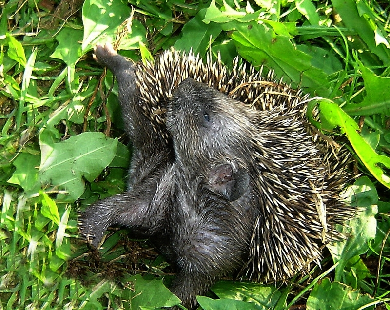 Pobudka
