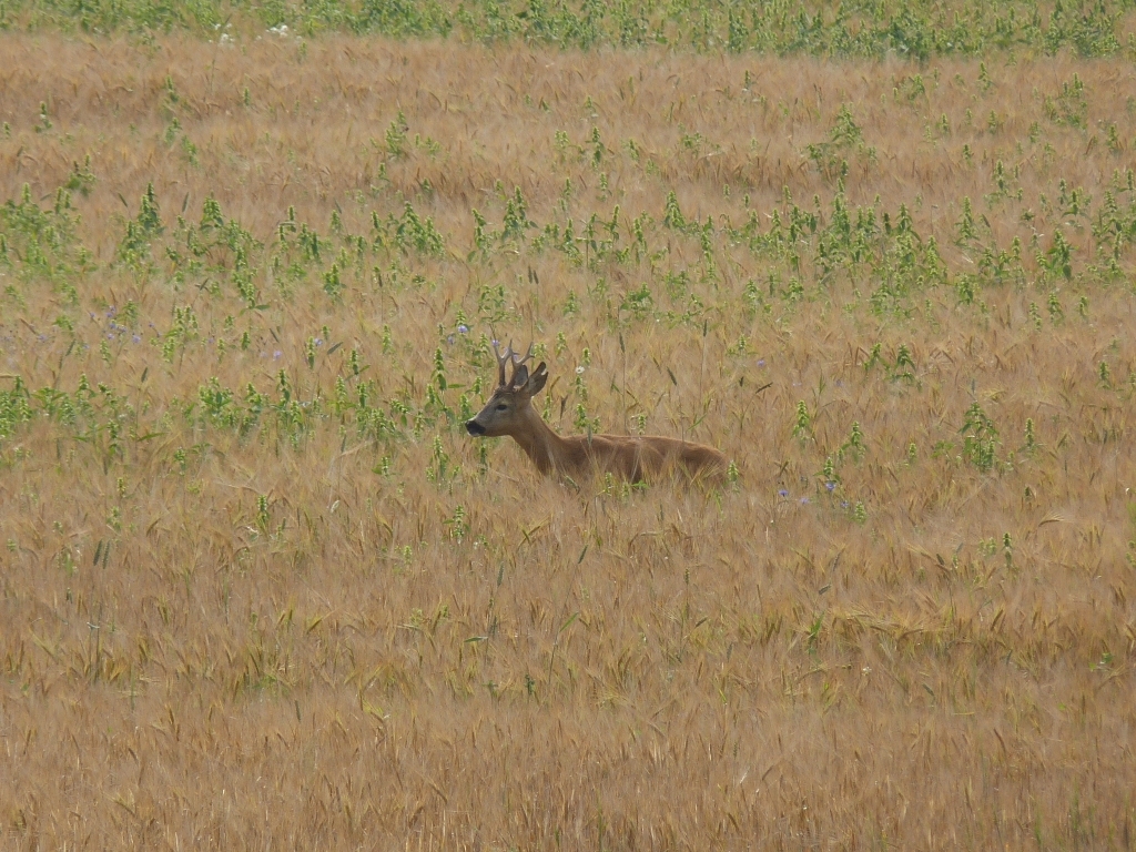koziołek