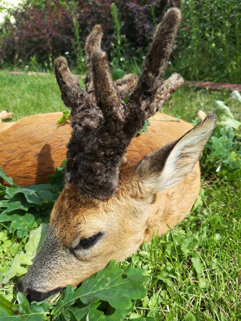 KŁ „Łoś” w Namysłowie