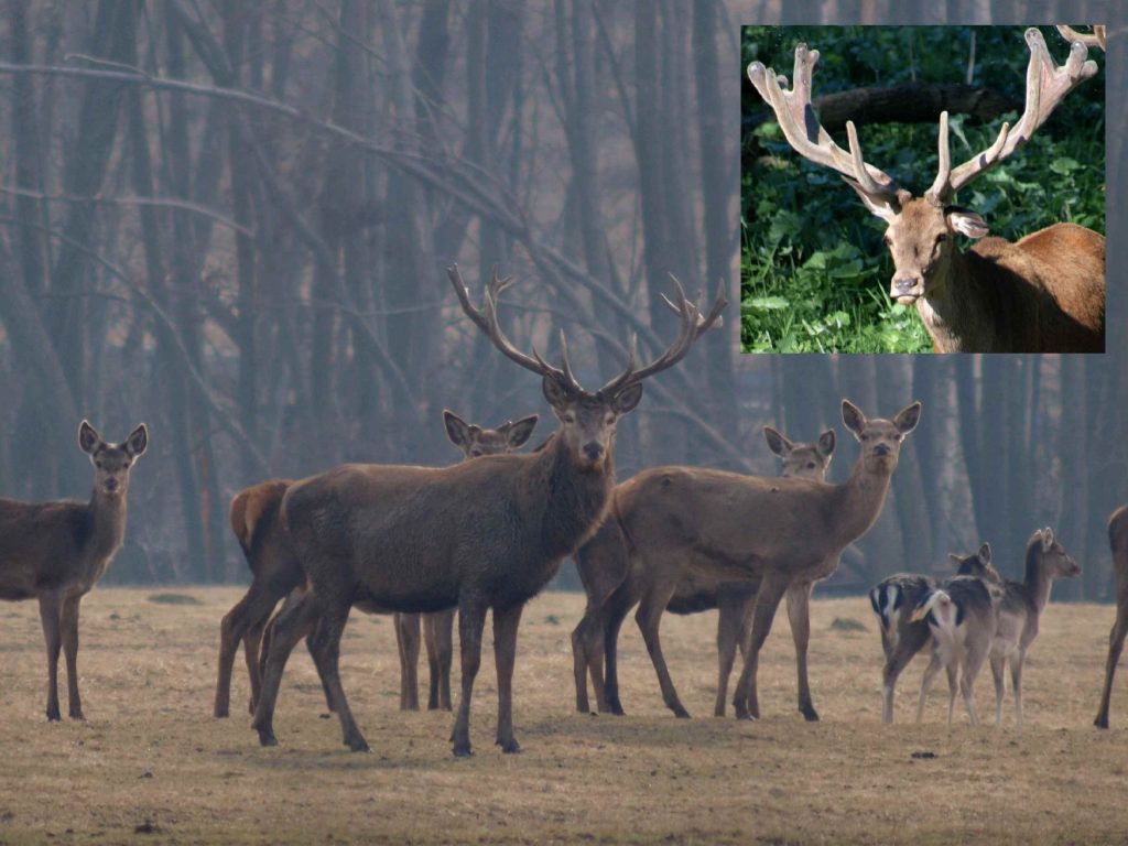 jeleń porównanie