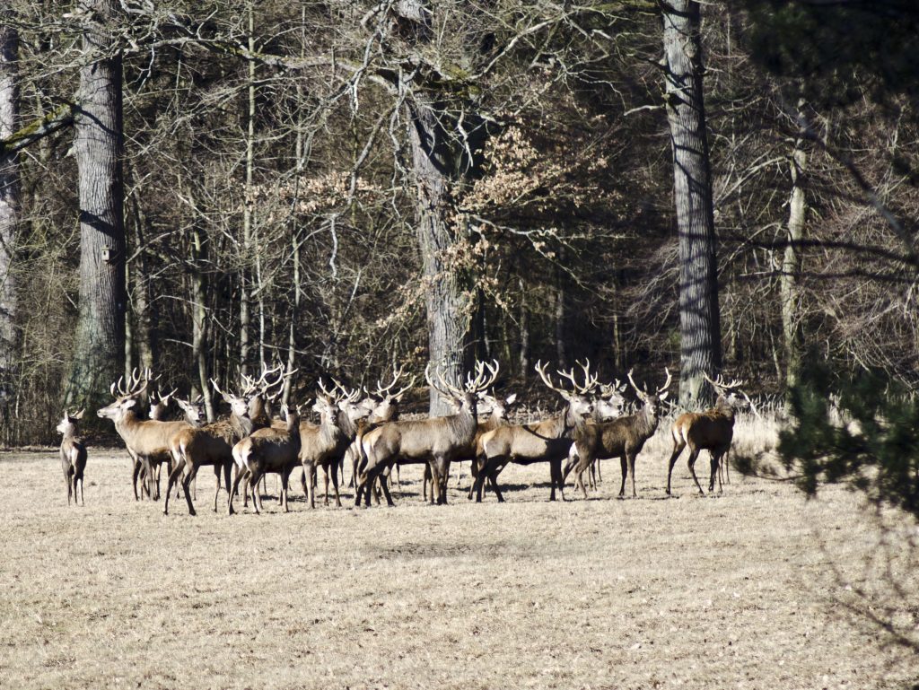tzw. stara leśniczówka