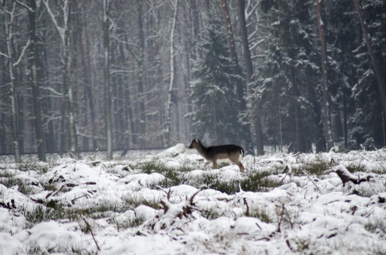 gdzie ta reszta