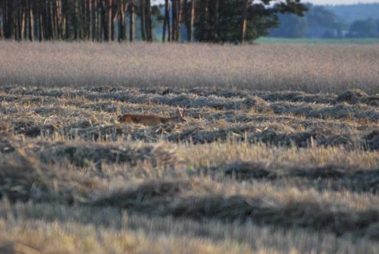 koziołek
