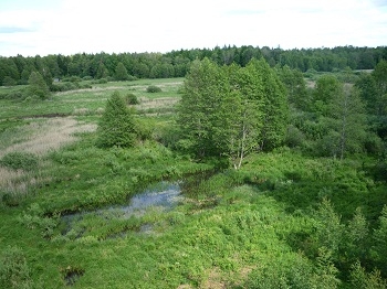 Puszcza Białowieska