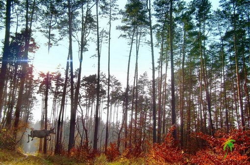 Spudłowany Pegaz